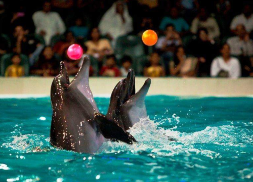 رحلة دولفين شو الغردقة – شاهد عروض الدلافين الممتعة لجميع الأعمار