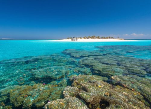 رحلة الجزيرة البيضاء محمية رأس محمد